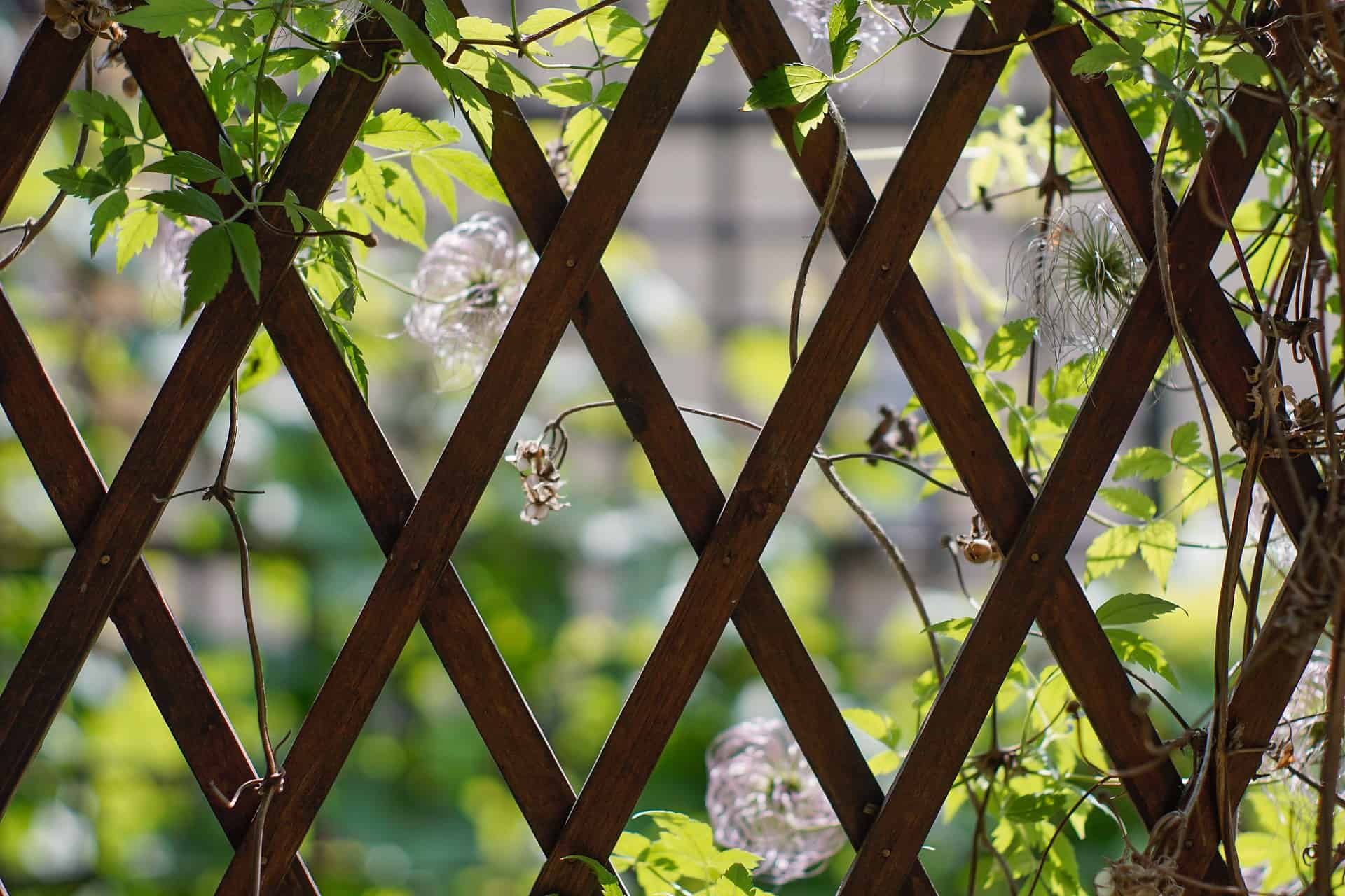 Plant Supports